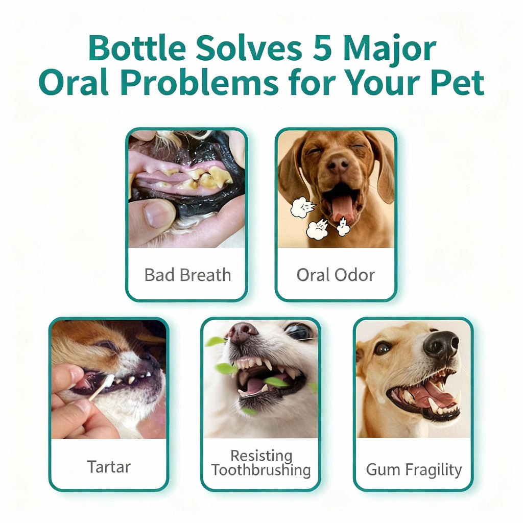 KOJIMA 300ml Lactic Acid Mouthwash: Teeth Cleaning & Fresh Breath for Dogs