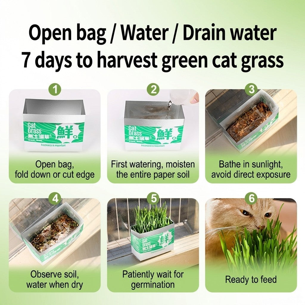Cat Grass Seed Hydroponic Planting Kit Kitten Wheat Grass Hairball Remover Catnip Box Set