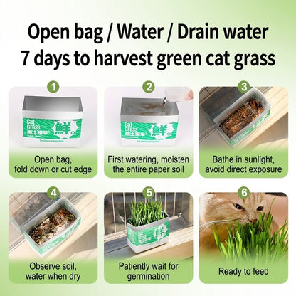 Cat Grass Seed Hydroponic Planting Kit Kitten Wheat Grass Hairball Remover Catnip Box Set