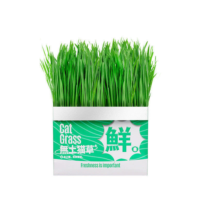 Cat Grass Seed Hydroponic Planting Kit Kitten Wheat Grass Hairball Remover Catnip Box Set