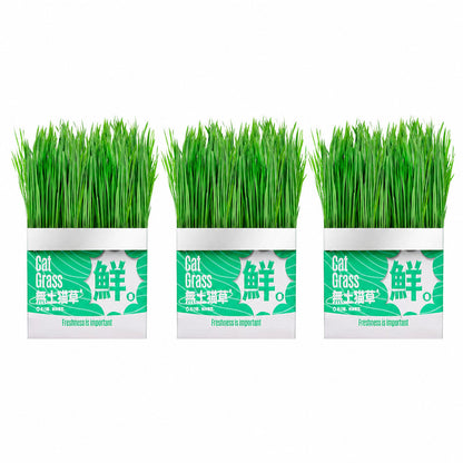 Cat Grass Seed Hydroponic Planting Kit Kitten Wheat Grass Hairball Remover Catnip Box Set