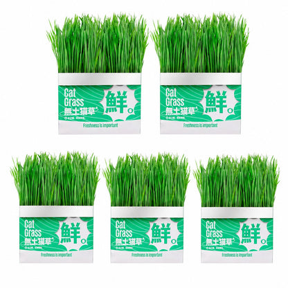 Cat Grass Seed Hydroponic Planting Kit Kitten Wheat Grass Hairball Remover Catnip Box Set