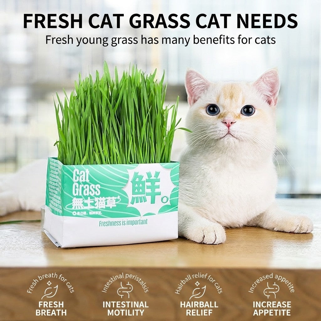 Cat Grass Seed Hydroponic Planting Kit Kitten Wheat Grass Hairball Remover Catnip Box Set