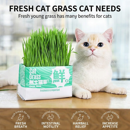 Cat Grass Seed Hydroponic Planting Kit Kitten Wheat Grass Hairball Remover Catnip Box Set