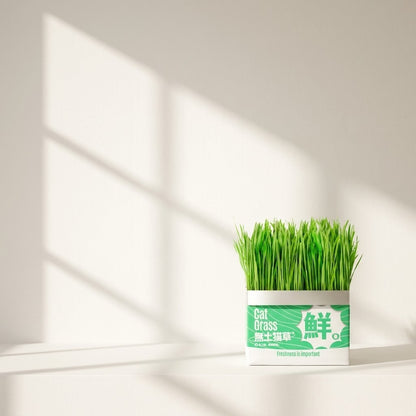 Cat Grass Seed Hydroponic Planting Kit Kitten Wheat Grass Hairball Remover Catnip Box Set