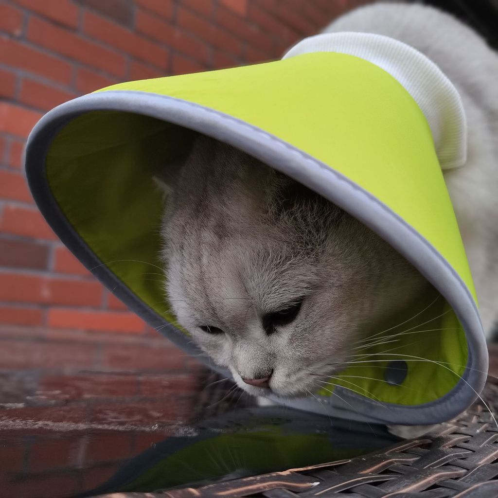 DONE Reflective Elizabeth Collar Cat Dog Anti Lick Biting Recovery Pet Cone Soft Neck Collar Pelindung Leher