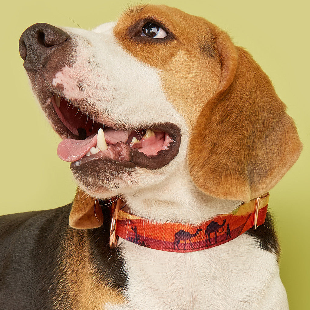 FUREVER365 Heavy Duty Dog Collar Metal Buckle Adjustable Pet Training Collar Large Dog XL XXL Kucing