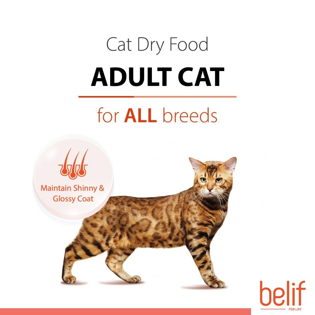 Belif Dry Food (Kitten/Adult/Sensitive Skin & Stomach/Urinary) 2.5kg | Cat Dry Food