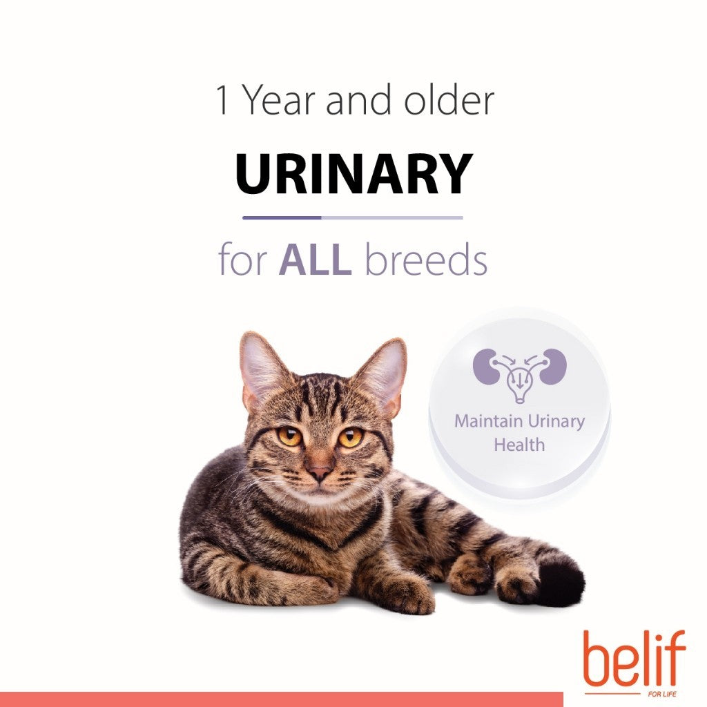 Belif Dry Food (Kitten/Adult/Sensitive Skin & Stomach/Urinary) 2.5kg | Cat Dry Food