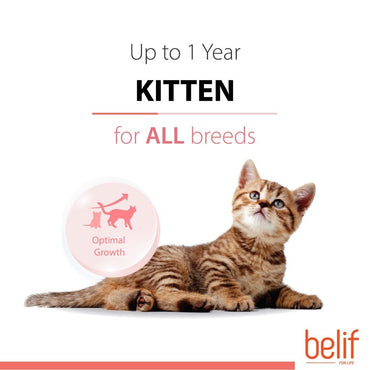 Belif Dry Food (Kitten/Adult/Sensitive Skin & Stomach/Urinary) 2.5kg | Cat Dry Food