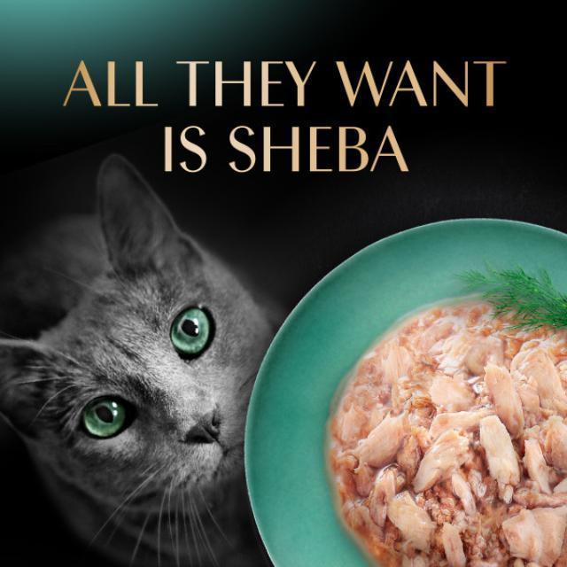 Value Pack (6 Packs) SHEBA Wet Cat Food for Adult - All Flavors - 70g x 6