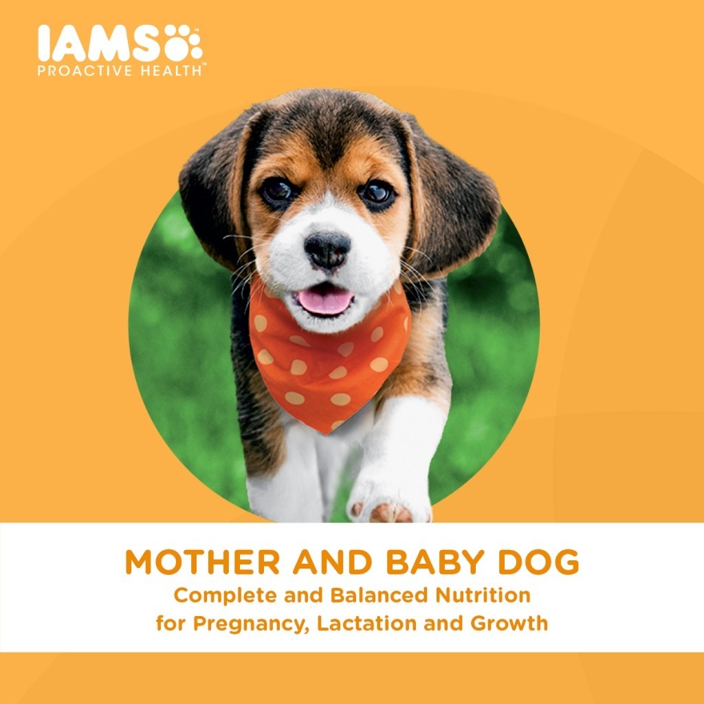 IAMS Dry Dog Food - Small Breed / Adult Dog / Mother & Puppy 3kg